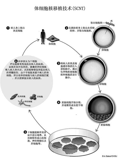 克隆技术进展动态，探索生命奥秘的旅程启程了